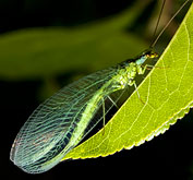 Image result for green lacewing