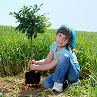 Plant Healthy Trees