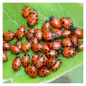 Ladybug Identification Chart