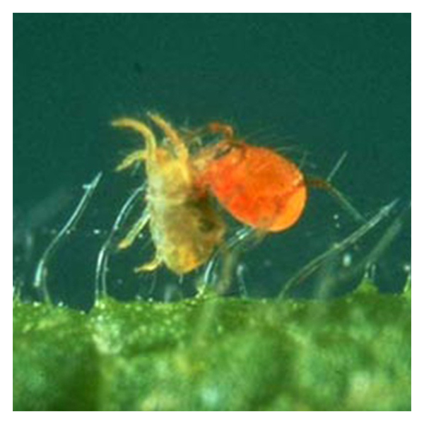Mite Predator, Phytoseiulus persimilis - Spider Mite Control