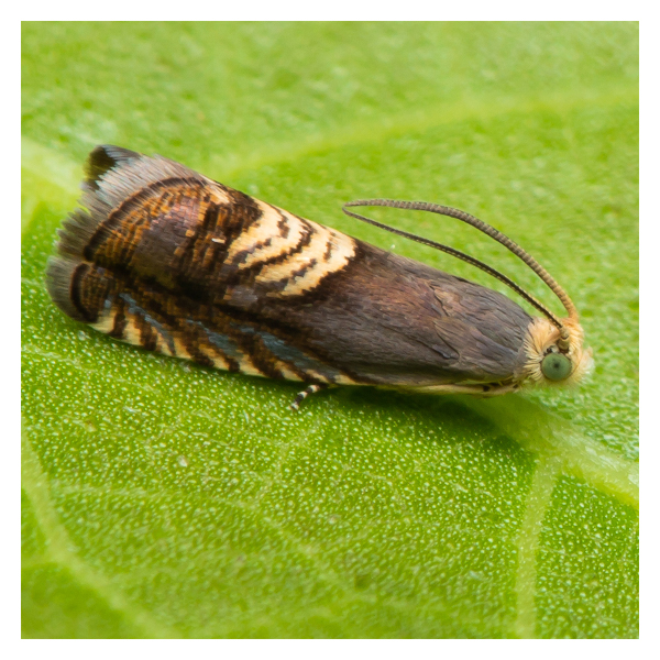 Redeo Clothes Moth Traps with Pheromones Non-Toxic
