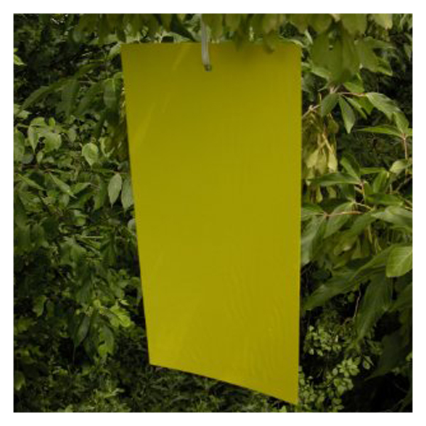 Yellow Sticky Fly Traps Factory Direct Wholesale Insect Plant