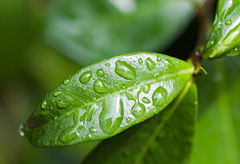 Foliar Fertilizer on Leaf